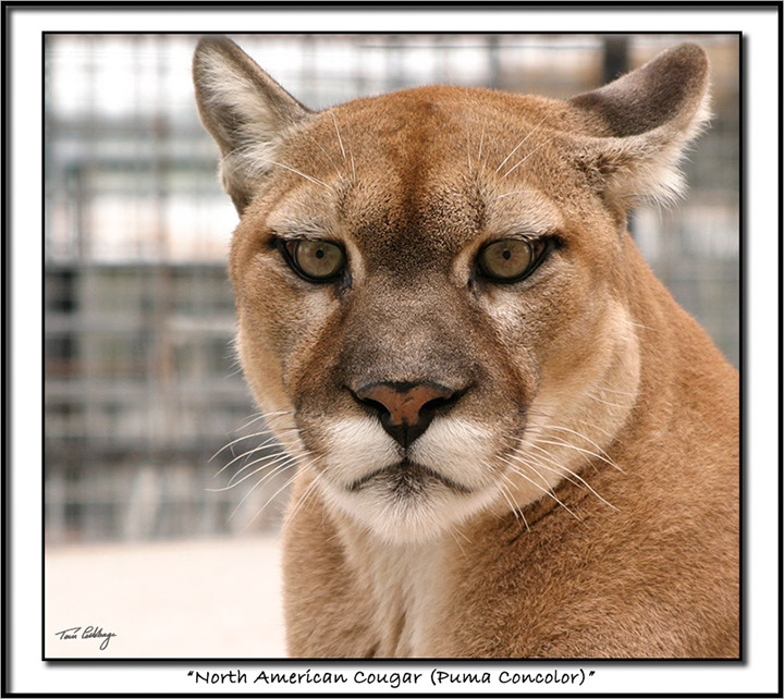 Cougar-0335-Color