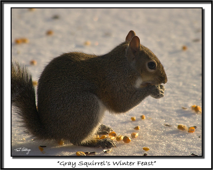 squirrel-275