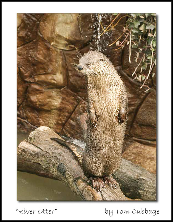 river-otter-100