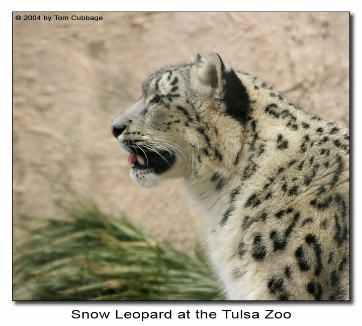 snow-leopard-100