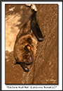 eastern-red-bat